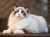 温顺贴心的布偶猫，适合家庭养育，你了解它的养护要点吗？