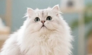 金吉拉猫：毛发如星光般闪耀，性格温顺适合陪伴家庭
