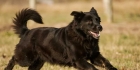 纽芬兰犬的性格特点与饲养要点 了解品种特性做好日常照料