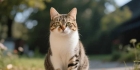 猫传腹：宠物养护中的严重威胁，你了解多少？