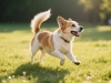 狗狗能喝豆浆吗？犬类消化系统差异下的个体化判断