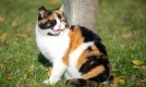 三花猫并非特定品种，花色遗传与外观特征你了解多少？