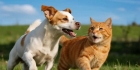探究肾上腺素对猫咪狗狗有什么用 了解其调节身体机能的机制