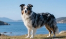 蓝湾牧羊犬：独特血统与性能，成宠物爱好者新宠