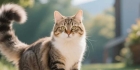 猫瘟肆虐，严重威胁猫咪健康！早期诊断和治疗为何如此关键？
