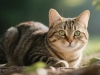 猫流口水怎么办？区分正常与异常，口腔护理及就诊时机全指南
