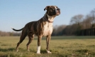 比特犬：宠物界独特存在，性格复杂却可成忠诚伴侣？