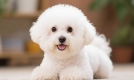 深受喜爱的比熊犬，你真的了解它的护理与健康要点吗？