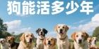 狗能活多少年多种因素影响？小型犬和大型犬寿命为何差这么多