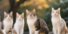 猫咪体温38度是发烧了吗？了解正常范围与健康判断要点