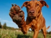 莱州红犬外形威猛性格忠诚 解析家庭饲养中的护主特质与适应表现