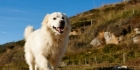 大白熊犬性格温顺亲人忠诚护主特性使其成为受欢迎的大型宠物犬