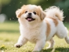 京巴犬作为家庭陪伴犬的特征展现及现代养宠家庭实际喂养中的表现