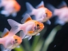 宝莲灯鱼的生存智慧 水族箱中微小生命展现的韧性与自我超越之道