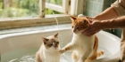 猫咪洗澡后多久才能驱虫 了解合理间隔保障驱虫效果的方法