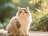 告别猫咪尿床：从兽医检查到正向奖励的温和纠正全流程