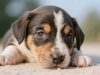 新生幼犬视觉发育：小狗几天睁眼受多种因素影响？