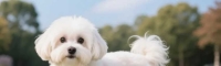 想养马尔济斯犬？这些马尔济斯犬价格影响因素你知道吗