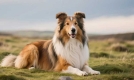 苏格兰牧羊犬：历史悠久的工作犬，养护与训练要点你知道吗？
