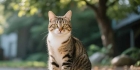 被猫咪抓出血了要打针吗？多层面因素需科学理性分析