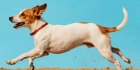 一只鹿犬在欢快的玩耍，画面色彩和内容及展现角度要丰富，突出鹿犬在画面中的整体感和