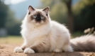 布偶猫为何备受宠爱？了解其繁育标准与养育环境是关键