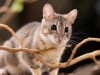 花枝鼠猫：外观独特性格亲和，适合各类家庭饲养