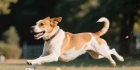 犬瘟：高传染危害大的犬类传染病，了解发病特性与防治策略