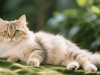 猫毛掉多会吸进肺里吗？警惕微粒积聚，日常梳毛、环境清洁与健康监测并行