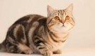 狸花猫：家养猫中具代表性的毛色花纹组合，魅力独特