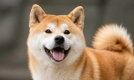 柴犬：源自日本的中型猎犬，外观与性格特点全解析
