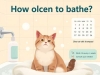 猫咪多久洗一次澡？这要综合多因素考量，避免过度洗澡