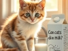 猫咪可以喝牛奶吗？多数猫喝牛奶会消化不良，你还敢喂吗