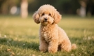 泰迪犬