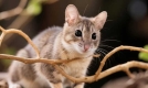 花枝鼠猫：外观独特性格亲和，适合各类家庭饲养