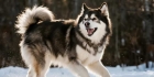 阿拉斯加雪橇犬的外形特征与生活习性 掌握品种特点助力科学养护