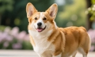 柯基犬的品种特点、性格及日常生活运动需求介绍