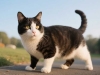 猫多大可以驱虫？掌握时机，做好寄生虫防控与管理