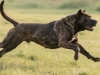 土佐犬品种特性详解 起源历史与体型特征及适合饲养人群分析