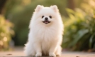 博美犬为何深受宠爱？其独特特点与养护要点你知道吗？