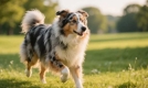 牧羊犬