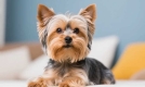 想拥有理想室内伴侣犬？约克夏犬的这些特性你了解吗