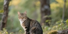 猫的寿命一般多长受多种因素影响，不同品种的猫能活多久吗？